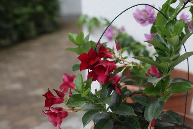 Гостевой дом Apartments and Rooms Mila Улцинь-43